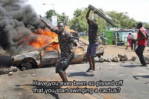 cactus